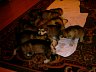 Pups 27.jpg